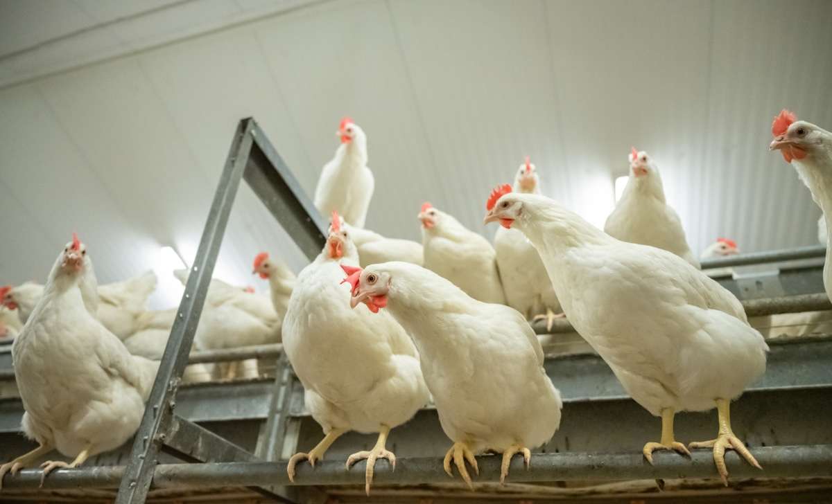 A few laying hens in a chicken coop. The placement of the perches and the material they're made of are important