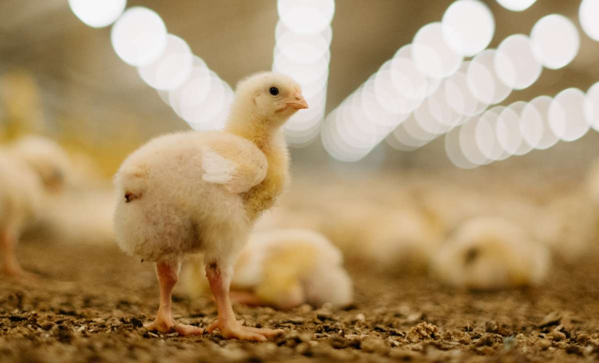 Chick standing in a poultry house – splayed leg in chicks