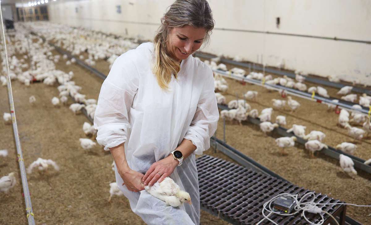 Una mujer sostiene una gallina y revisa su estado de salud.