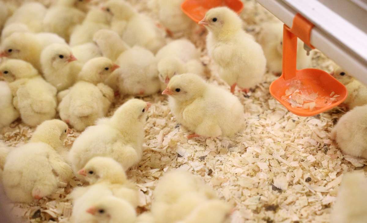 A flock of chicks in the chicken coop. A close-up of their feet, because they can get a condition called “bumblefoot.”