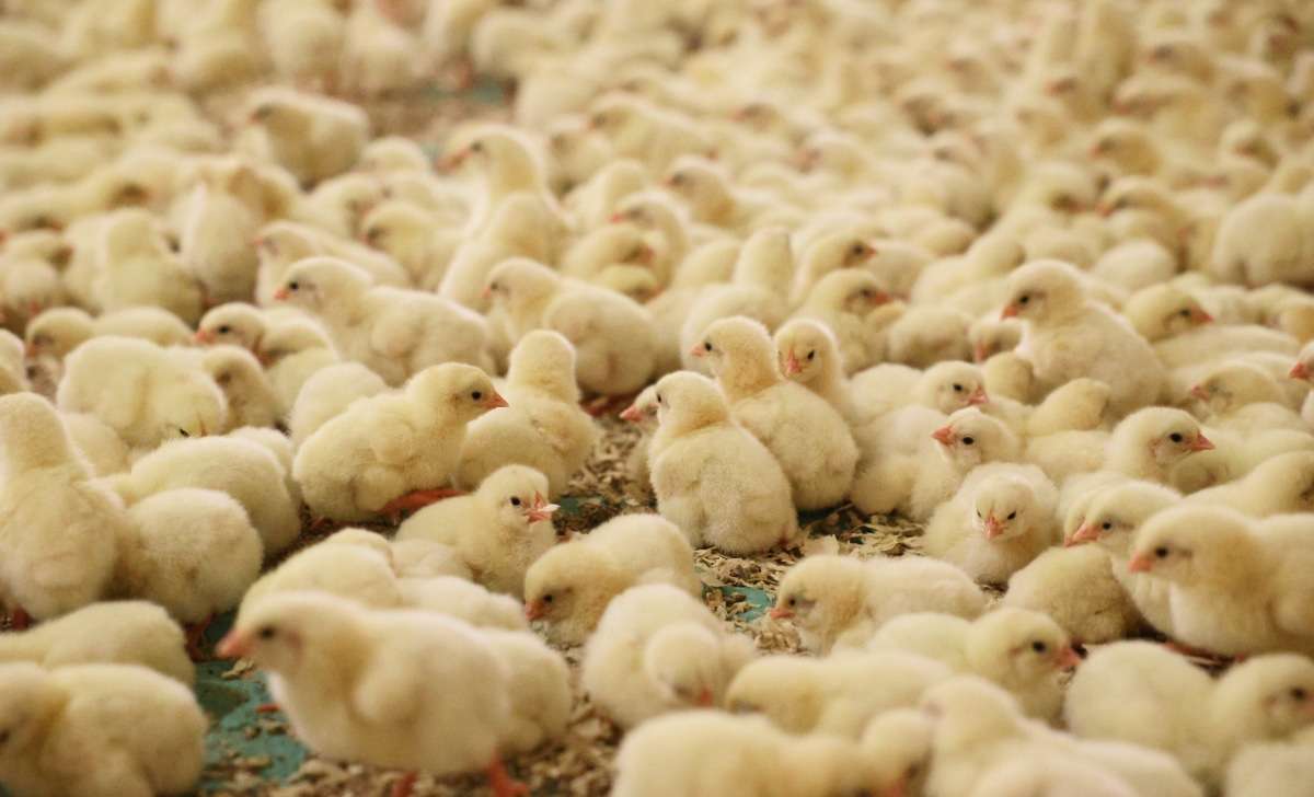 A flock of little chicks in the chicken coop taking a dust bath.