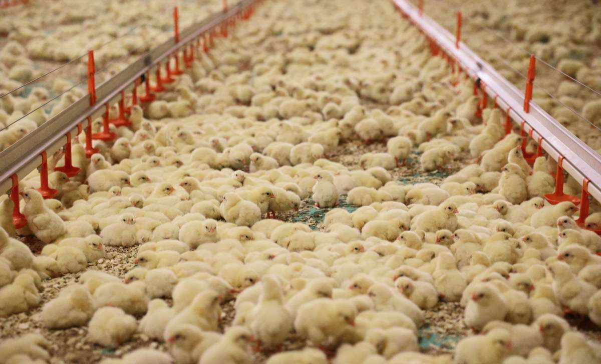 A flock of little chicks in the chicken coop.