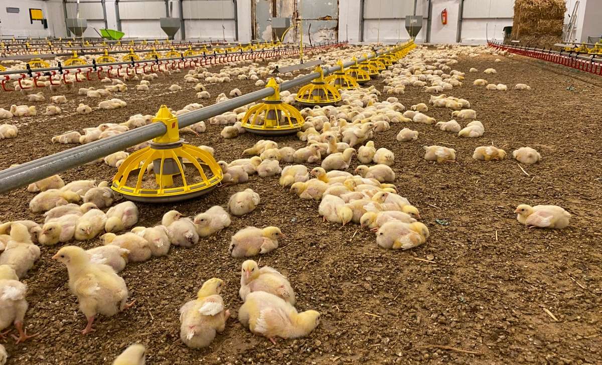 Pollos de engorde en una nave avícola con sistemas automáticos de alimentación