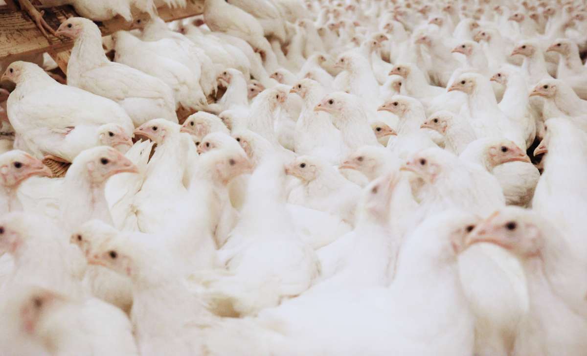 A flock of white hens in the henhouse.