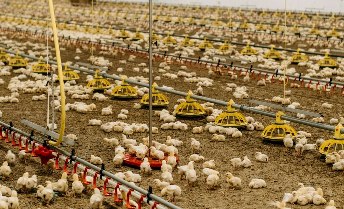 Un gran gallinero con pollitos, equipado con una fuente de luz para garantizar que crezcan correctamente.