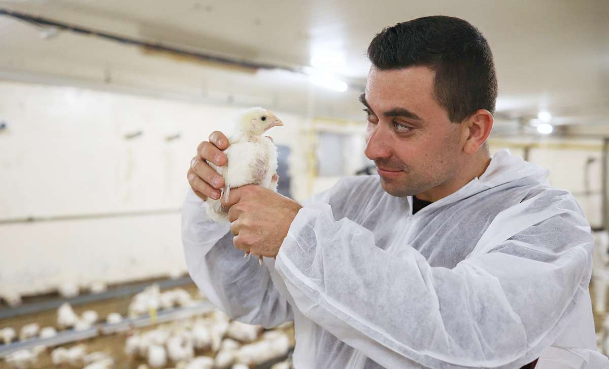 A man checking for mycoplasma, an eye infection in chickens, in a henhouse.