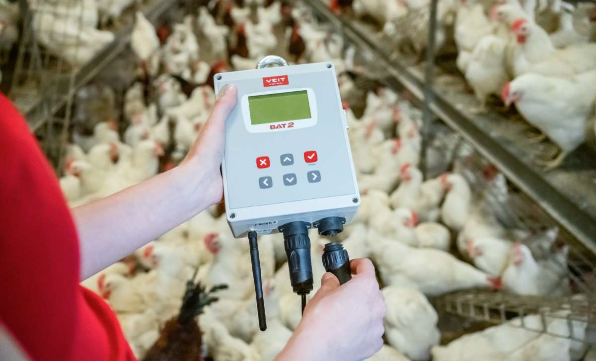 Checking the weight of chickens using the BAT2 scales.
