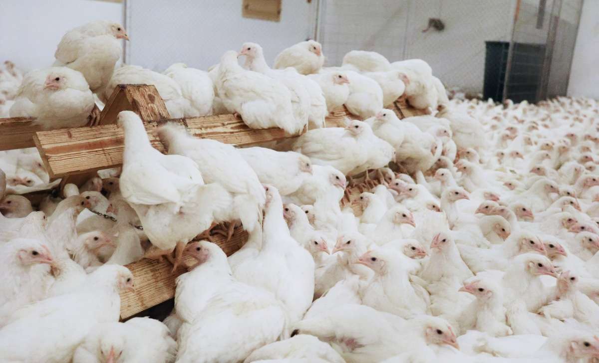 Broiler flock monitored for sour crop and impacted crop problems