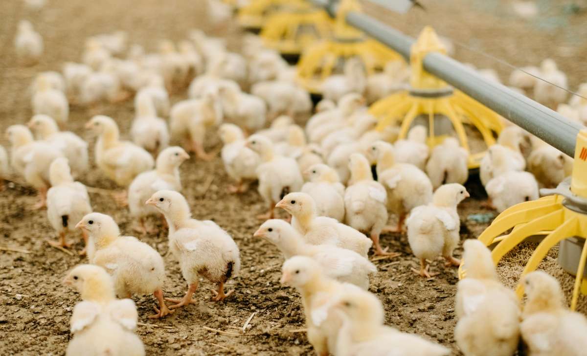 Broiler chickens in a poultry house at risk of gapeworm infection