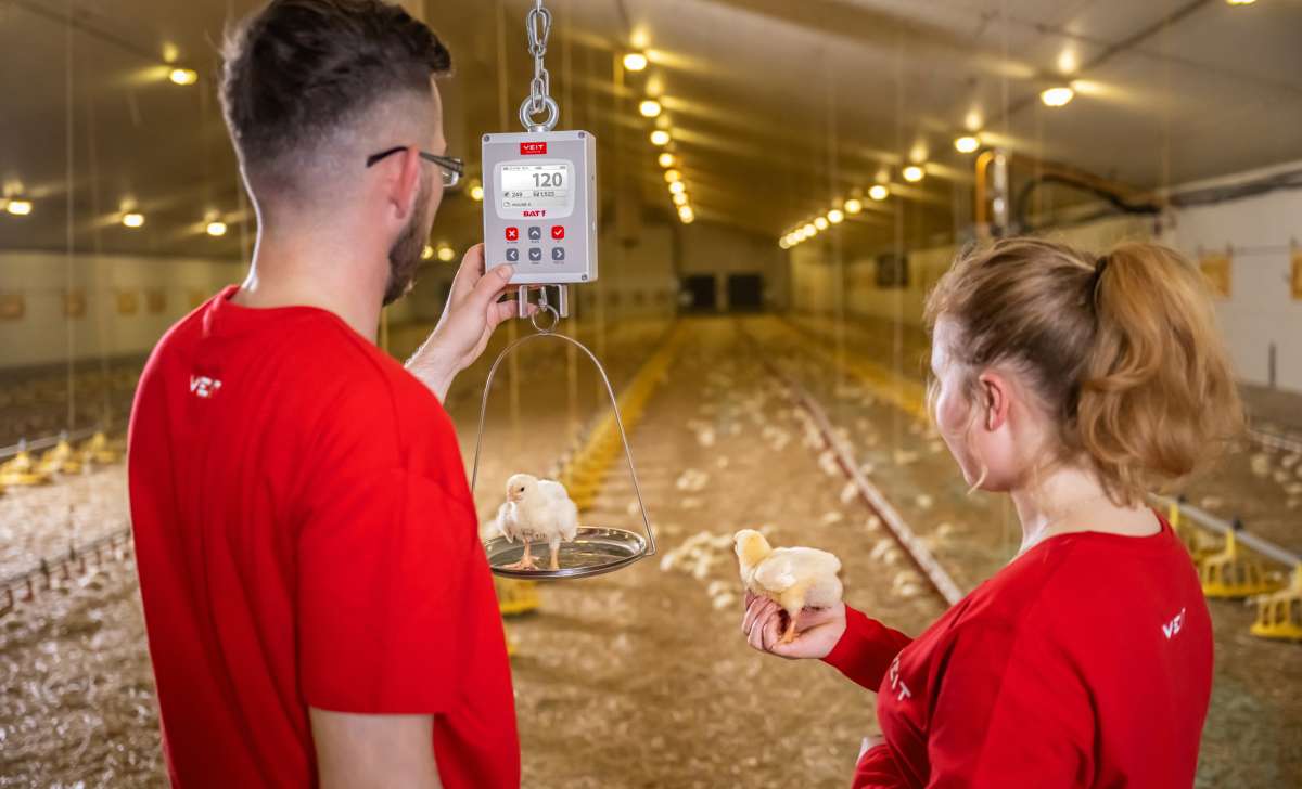 Two poultry workers weigh chicks on a hanging digital scale inside a broiler house.