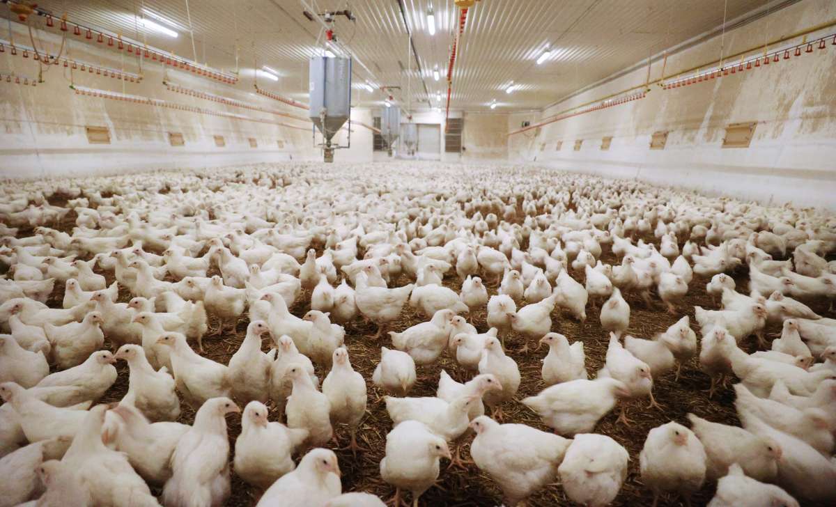 Commercial broiler flock inside a modern poultry house