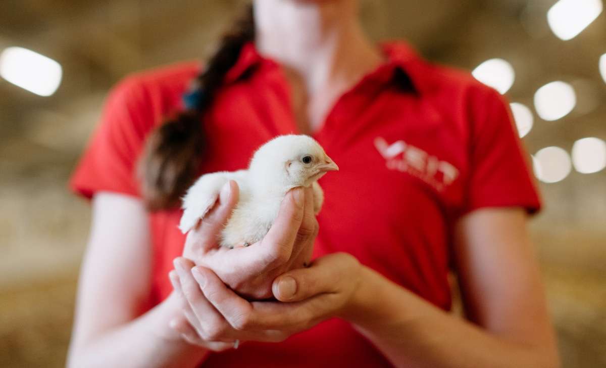 Poultry worker holding a chicken during a health check for vent gleet symptoms