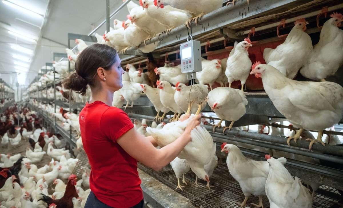 A woman is checking the laying hens in the poultry house and weighing them using the BA2 Connect scales.