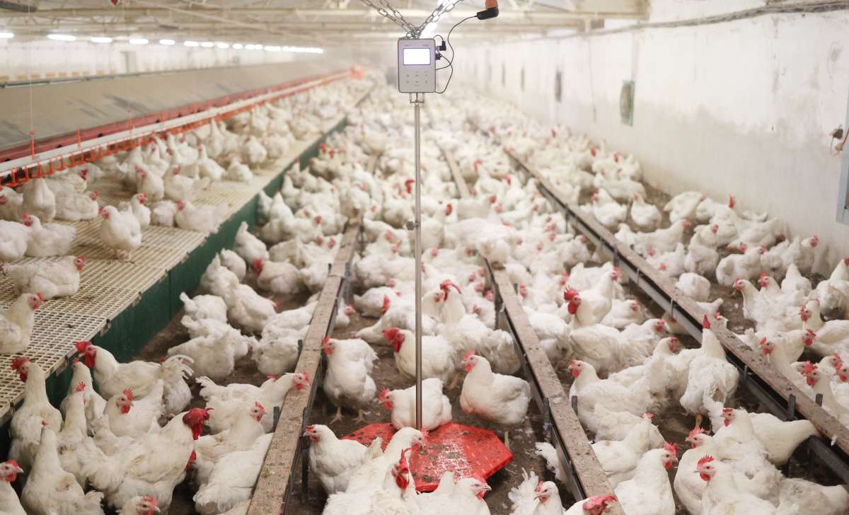 White chickens around an automatic poultry weighing scale inside a commercial poultry house.