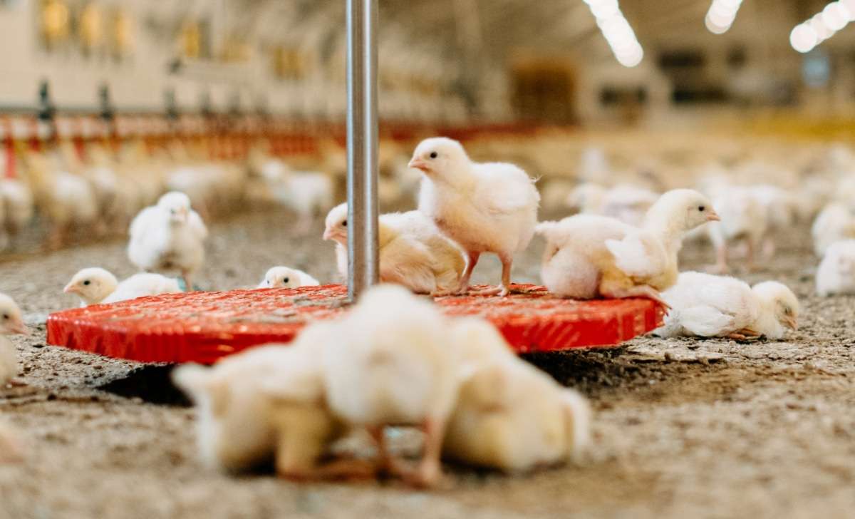 Young broiler chickens standing on and around a red weighing platform in a commercial poultry house.