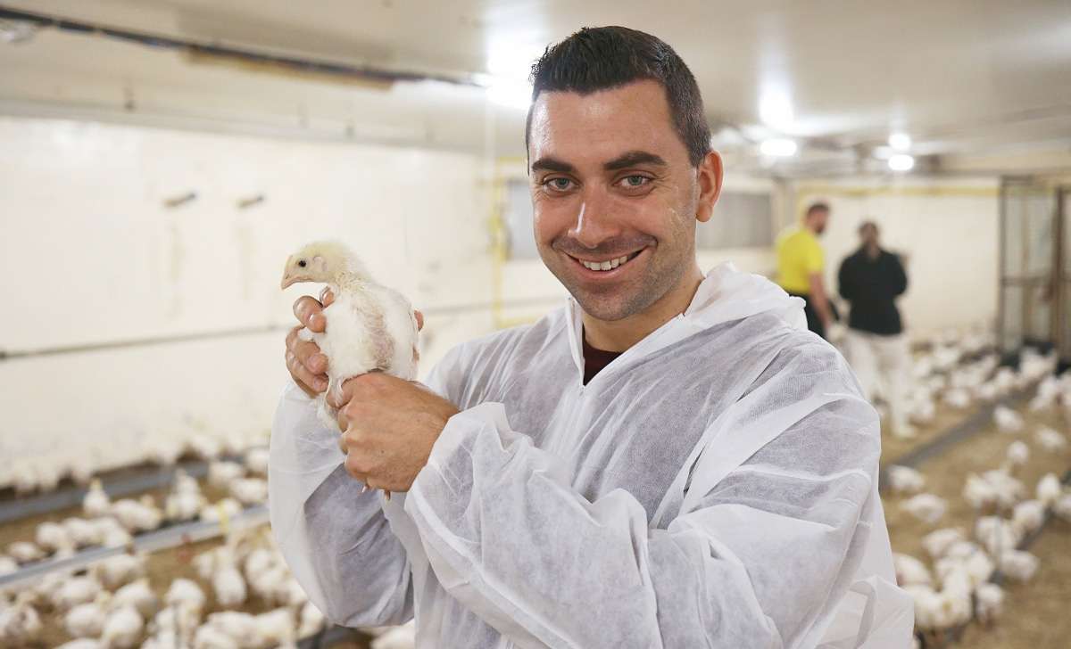 Poultry worker in protective clothing holding a young broiler chicken inside a commercial poultry house.